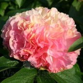Lois Choice_f1